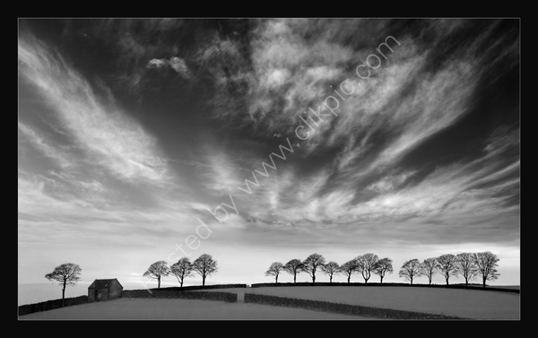 Line of trees seen from Tissington Trail